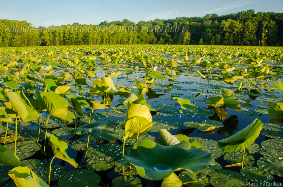 Algae---Aquatic-Plant-Life-101.jpg