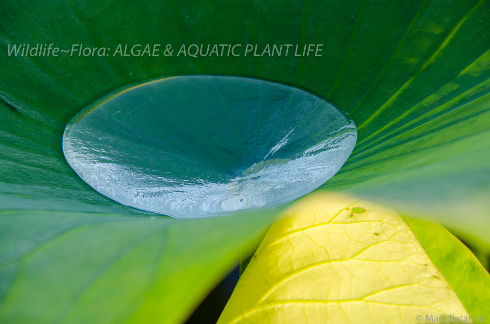 Algae---Aquatic-Plant-Life-105.jpg