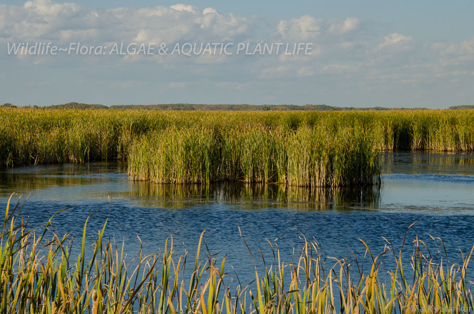 Algae---Aquatic-Plant-Life-112.jpg