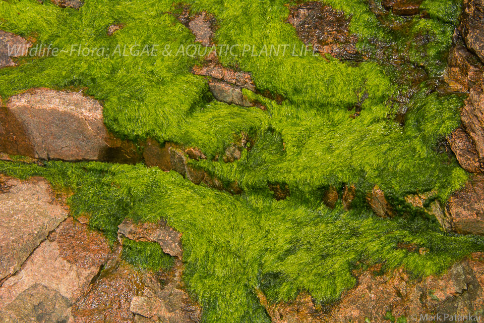 Algae---Aquatic-Plant-Life-13.jpg