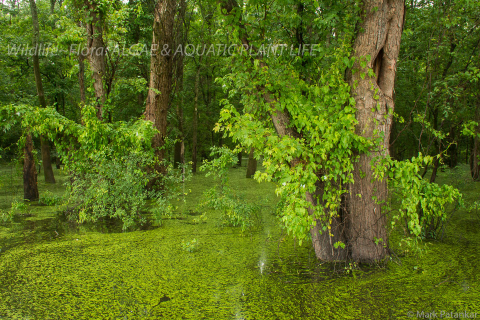 Algae---Aquatic-Plant-Life-2.jpg