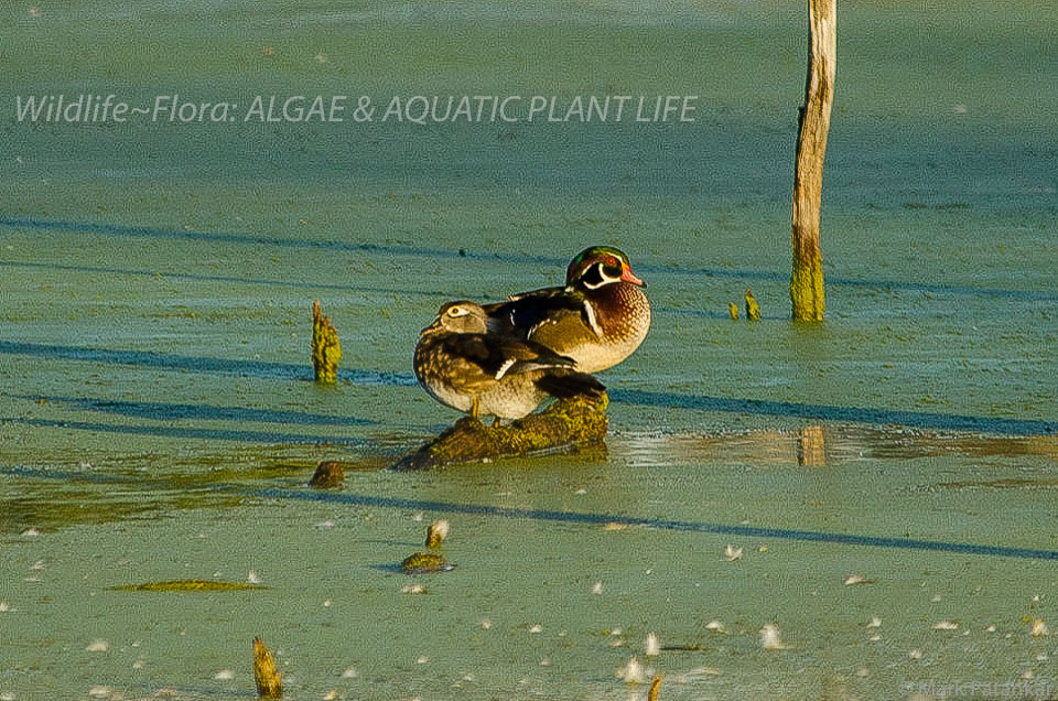 Algae---Aquatic-Plant-Life-24.jpg