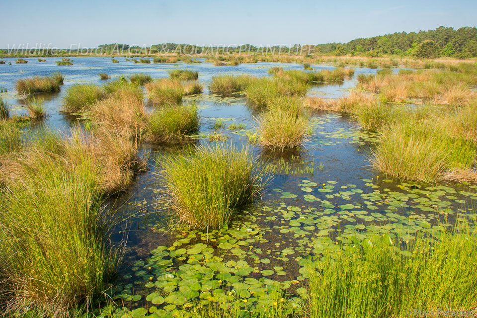 Algae---Aquatic-Plant-Life-70.jpg