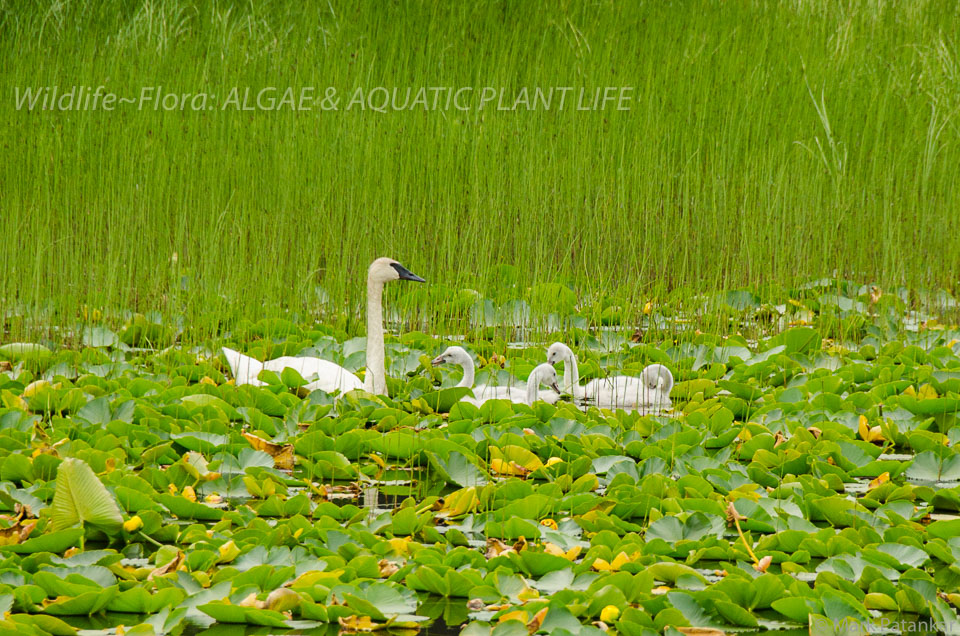 Algae---Aquatic-Plant-Life-85.jpg