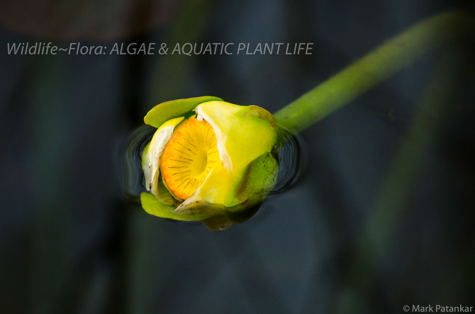 Algae---Aquatic-Plant-Life-87.jpg