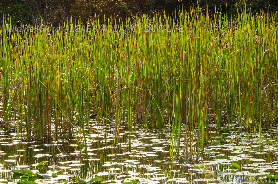 Algae---Aquatic-Plant-Life-89.jpg