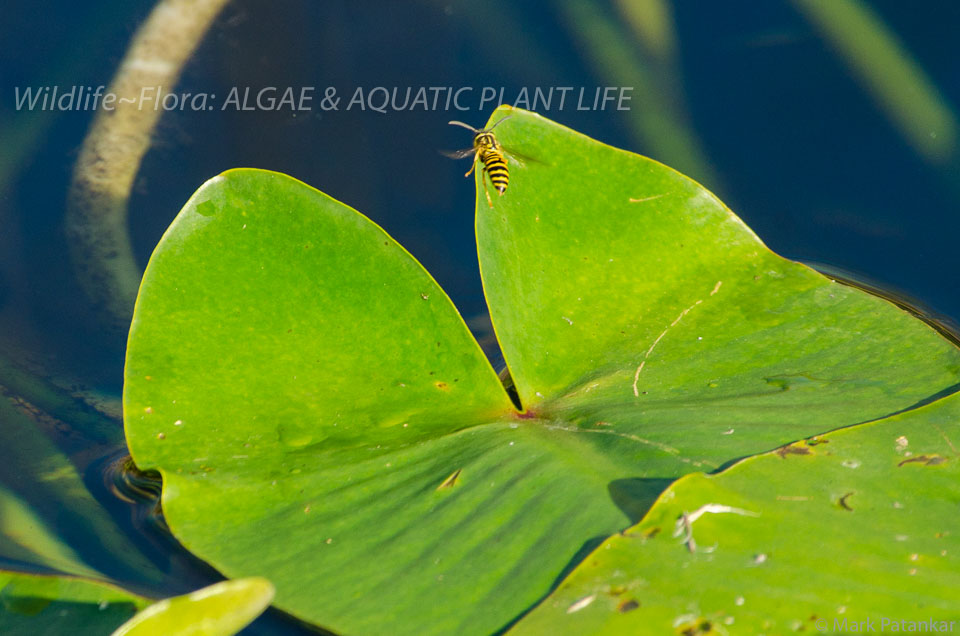 Algae---Aquatic-Plant-Life-92.jpg