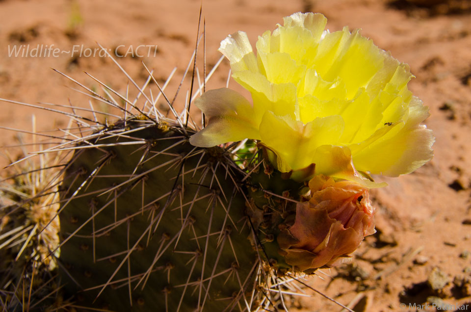 Cacti-102.jpg