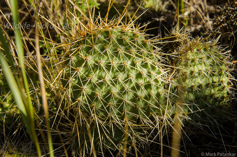 Cacti-103.jpg