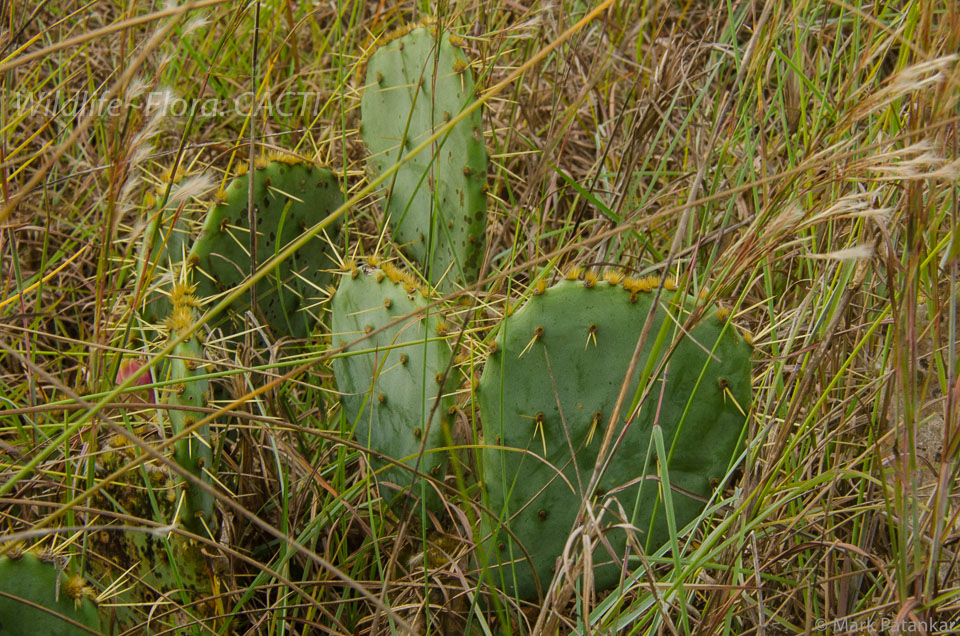 Cacti-104.jpg