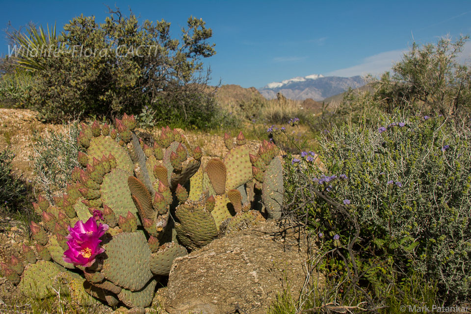 Cacti-105.jpg