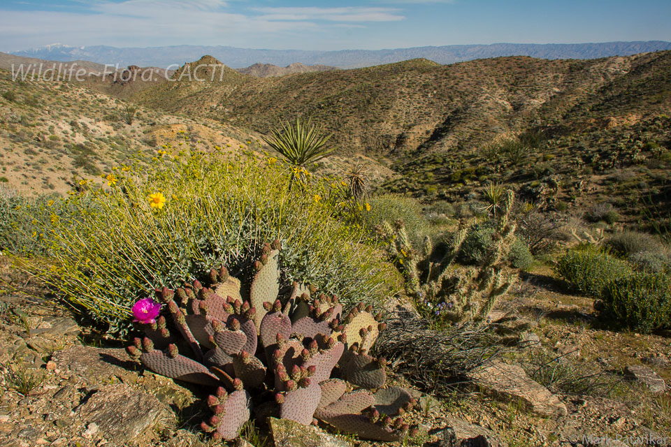 Cacti-106.jpg