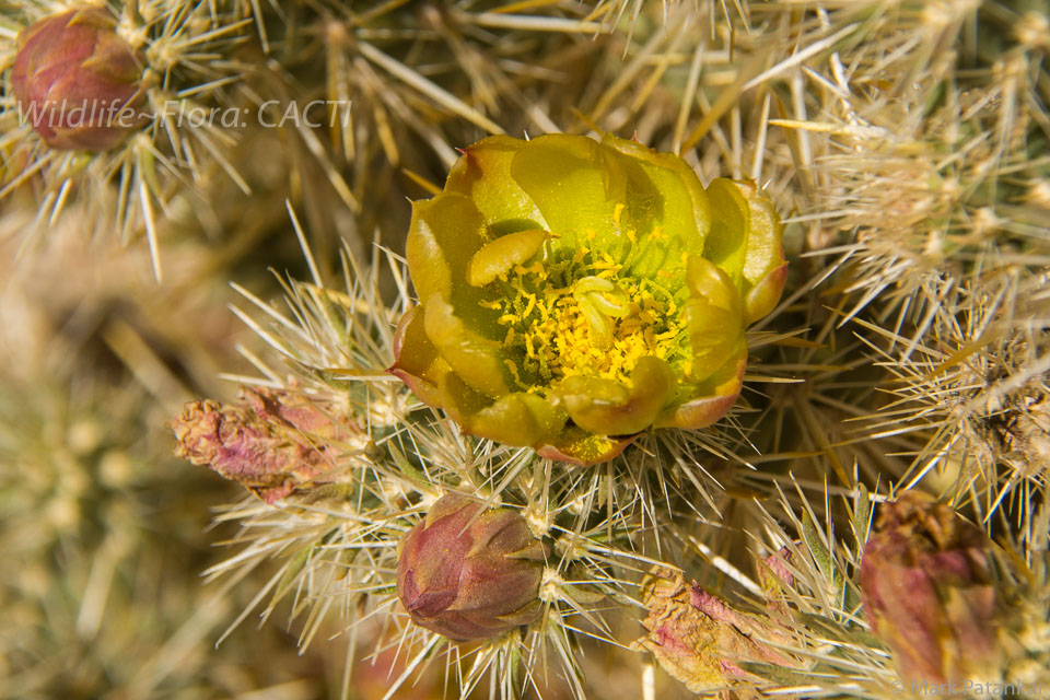 Cacti-107.jpg