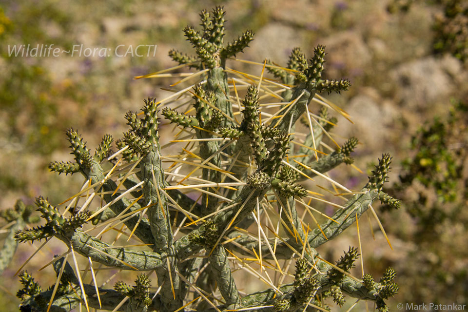 Cacti-109.jpg