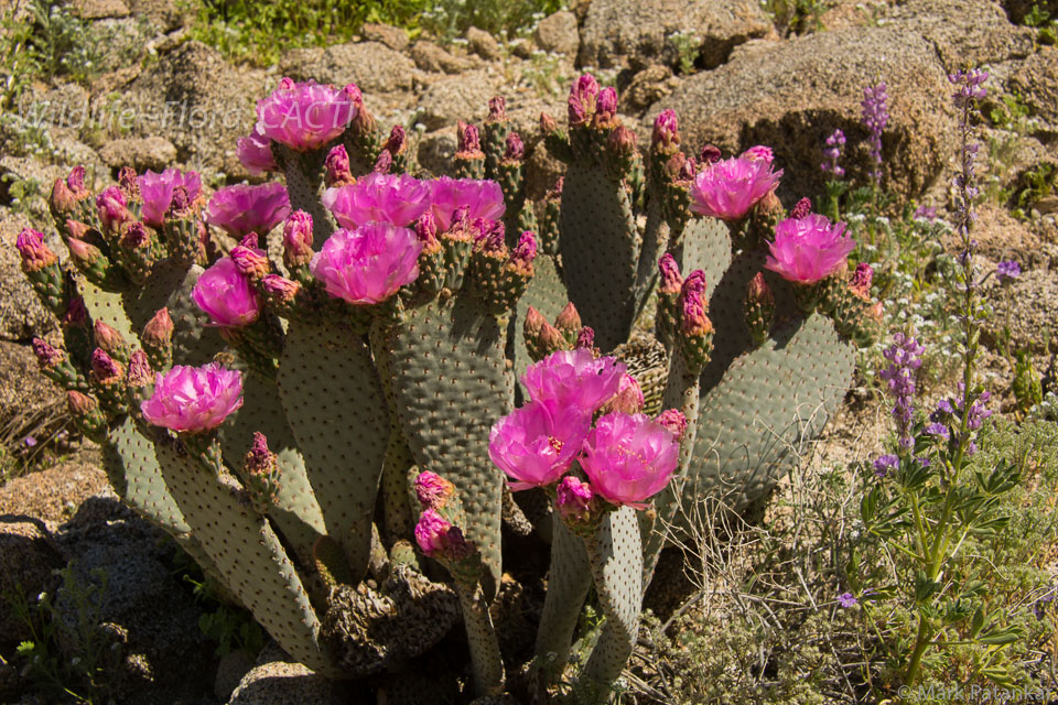 Cacti-110.jpg