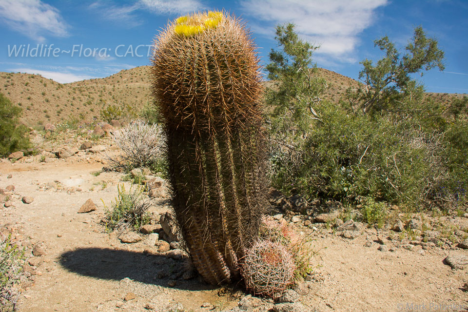 Cacti-114.jpg