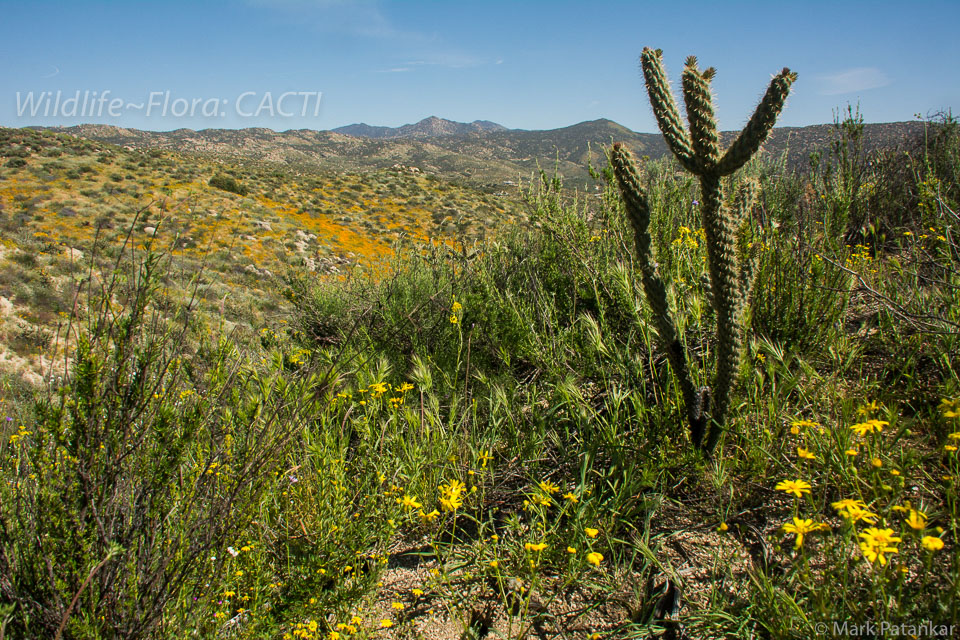 Cacti-116.jpg