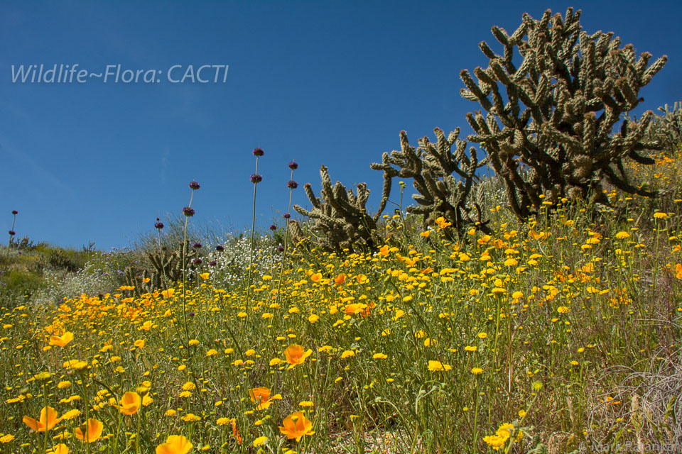 Cacti-117.jpg