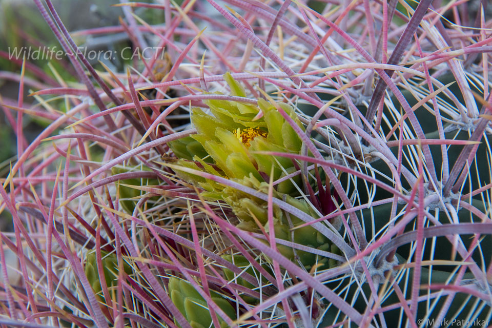 Cacti-118.jpg