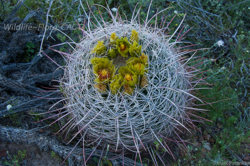 Cacti-119.jpg