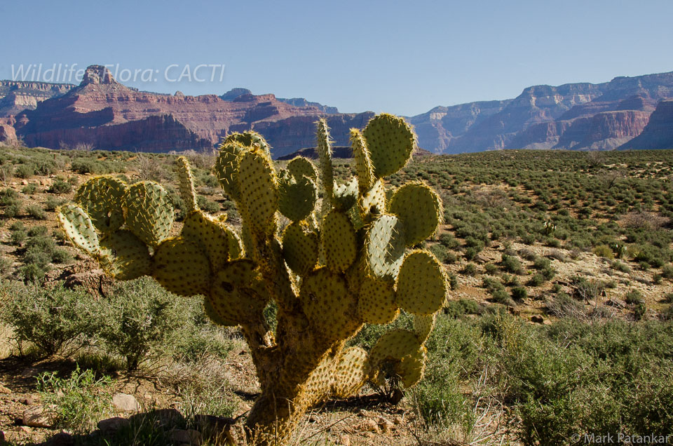 Cacti-12.jpg