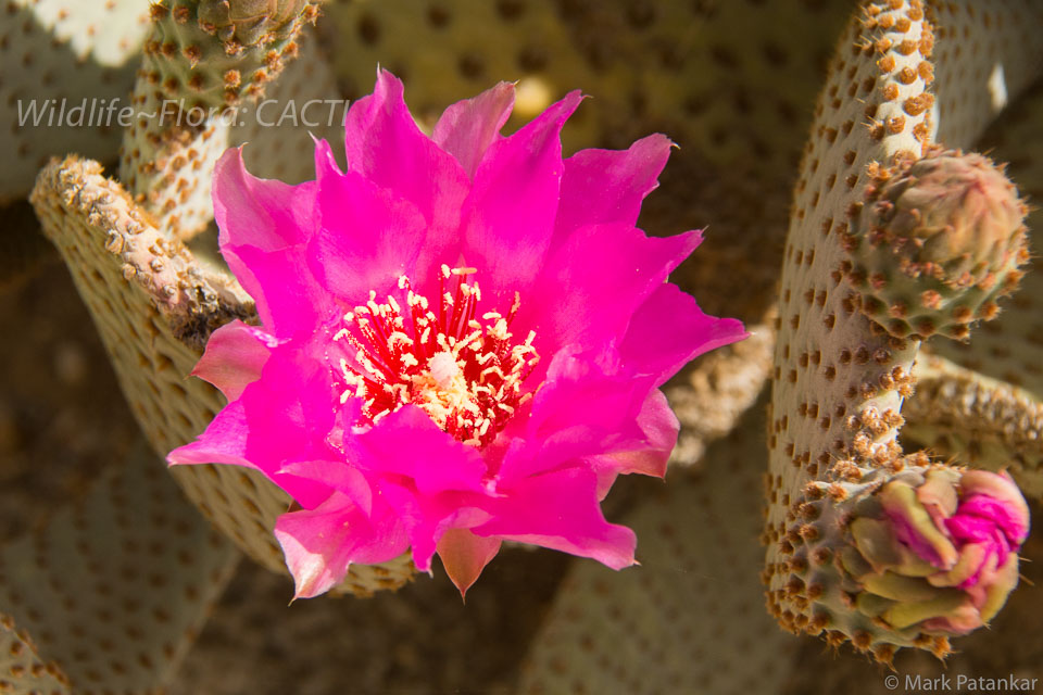 Cacti-121.jpg