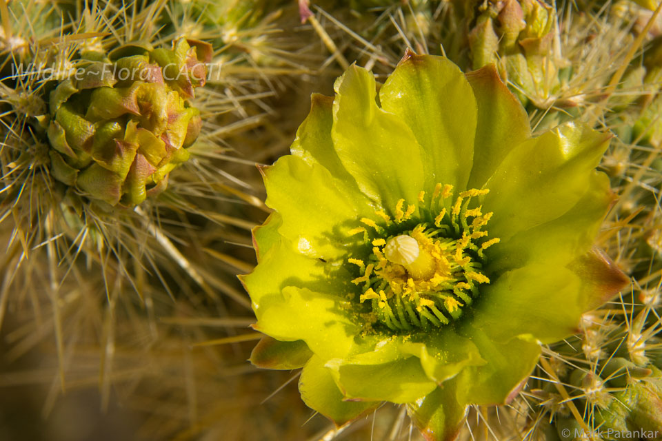 Cacti-122.jpg