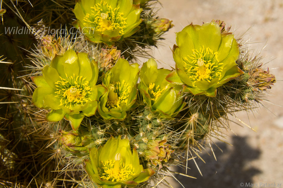 Cacti-123.jpg