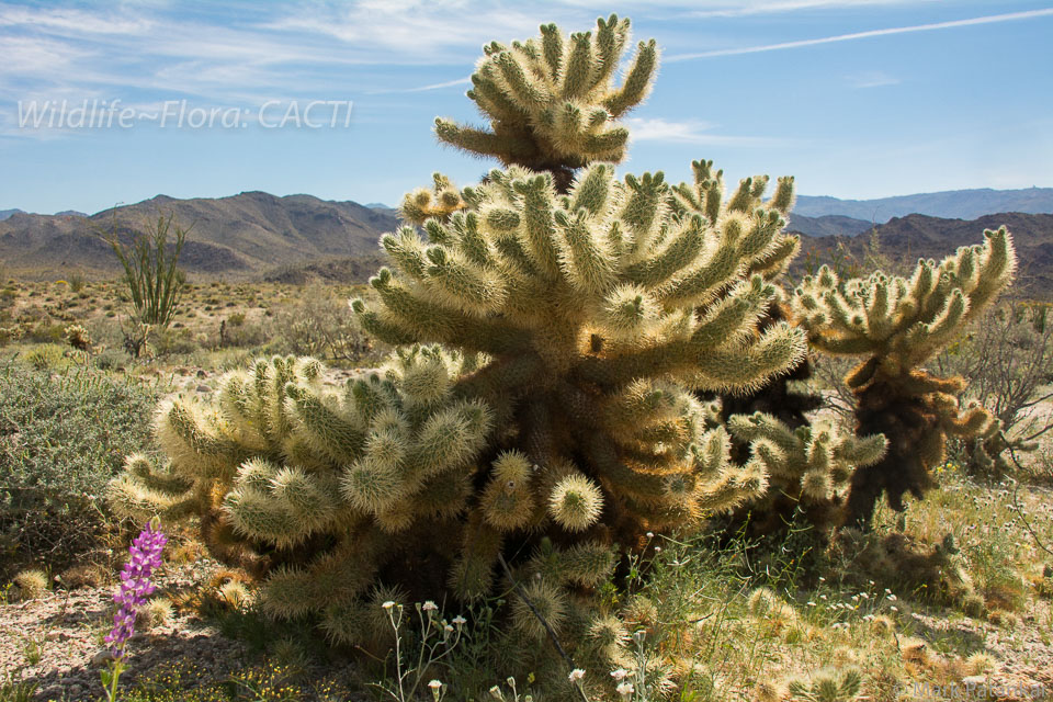 Cacti-125.jpg