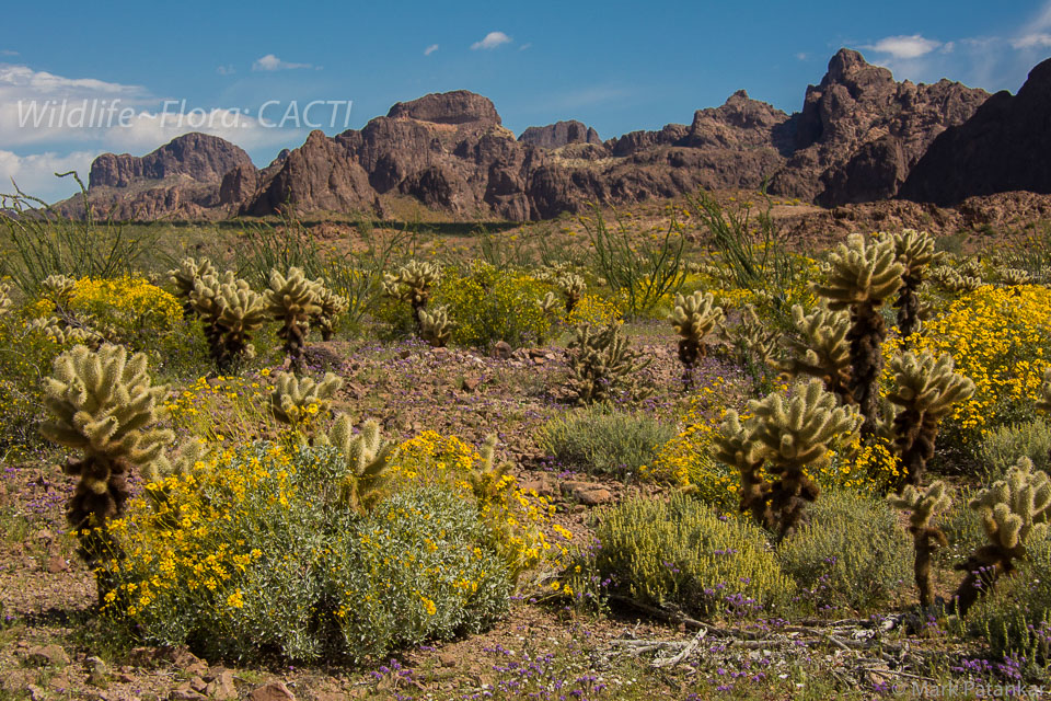 Cacti-126.jpg