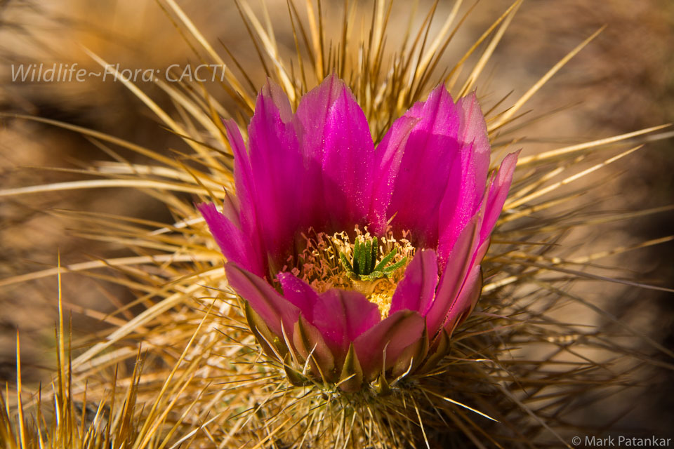 Cacti-128.jpg