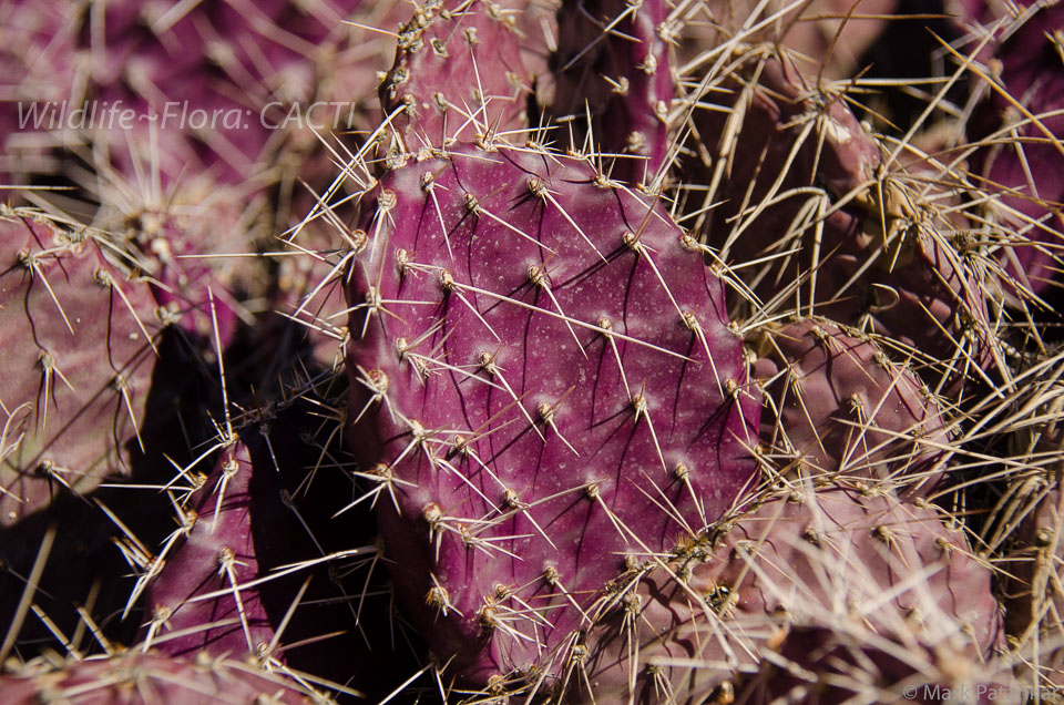 Cacti-13.jpg