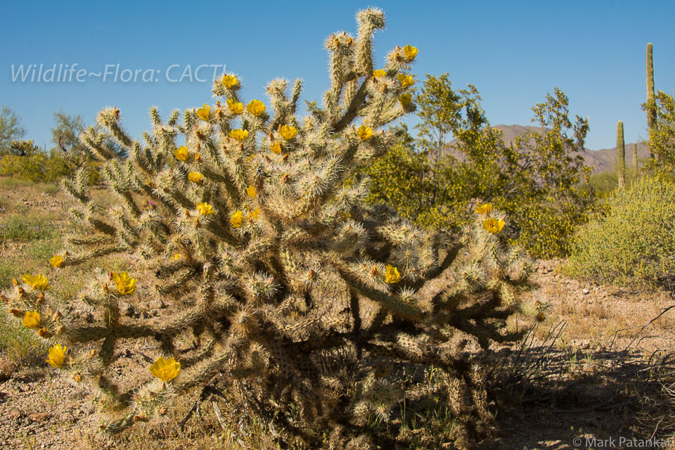 Cacti-130.jpg