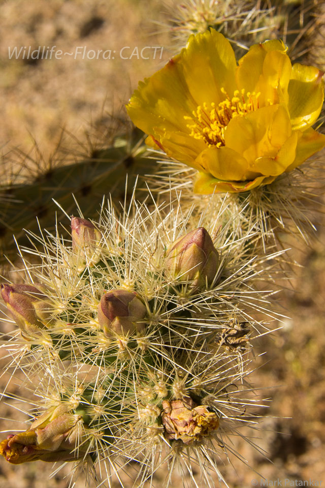 Cacti-131.jpg