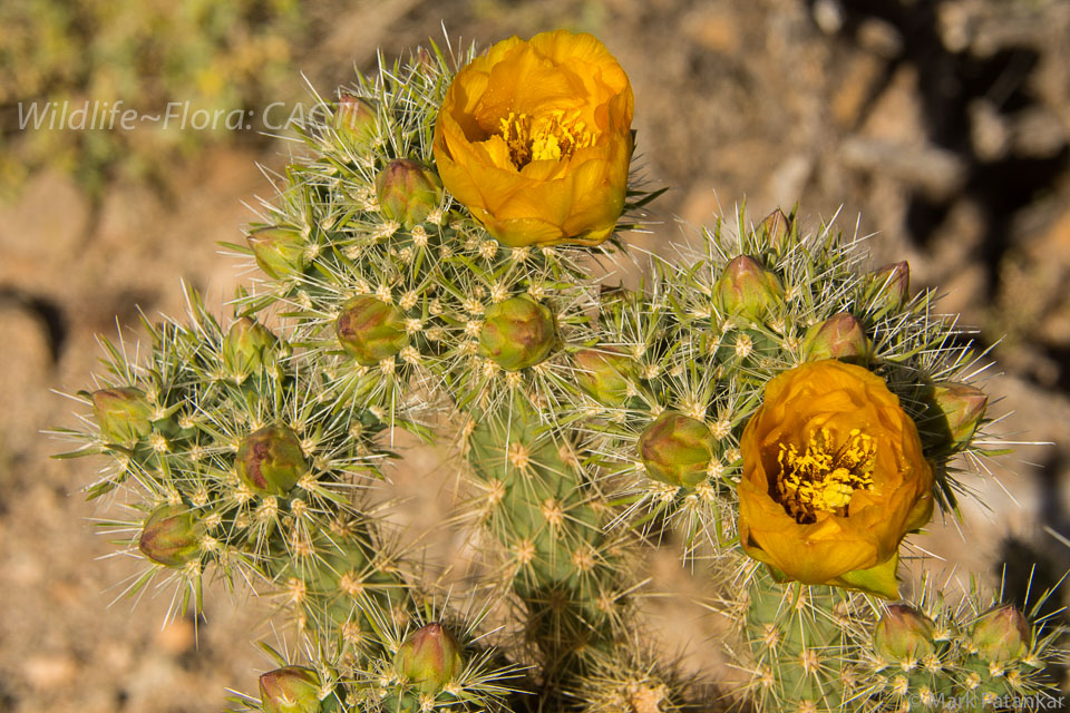 Cacti-133.jpg