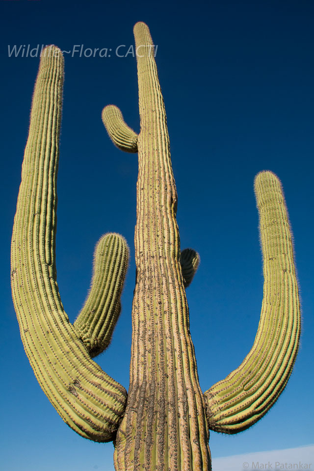 Cacti-137.jpg