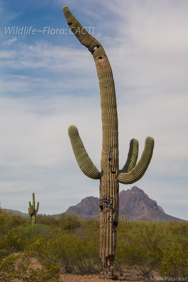 Cacti-139.jpg