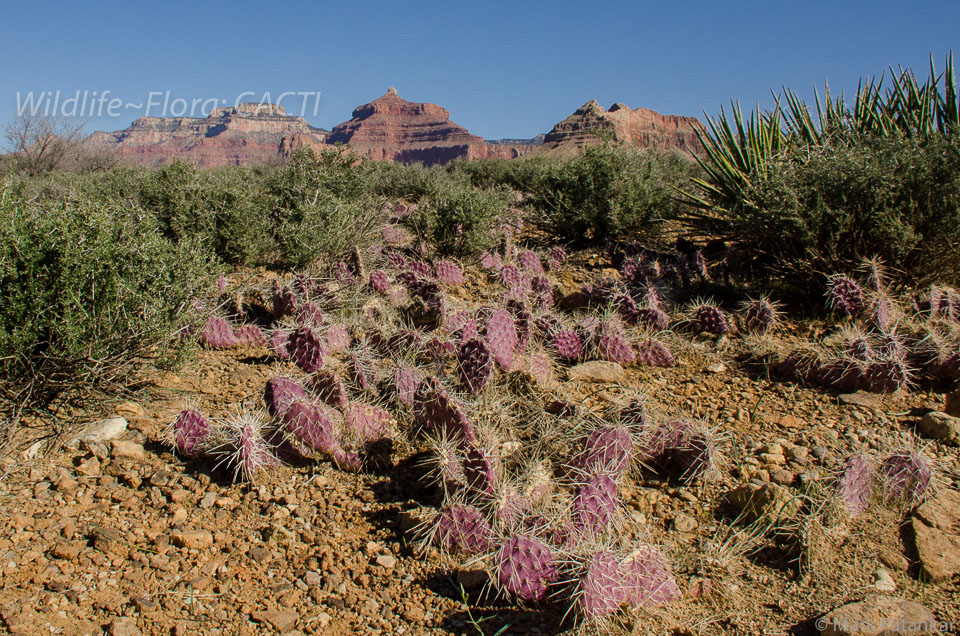 Cacti-14.jpg