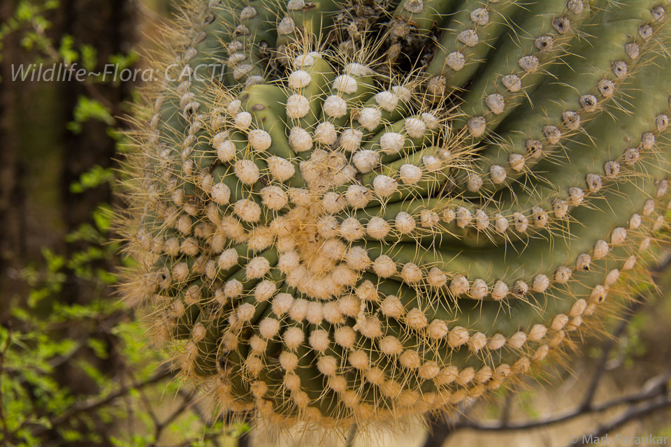 Cacti-140.jpg