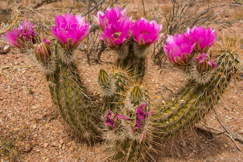 Cacti-141.jpg