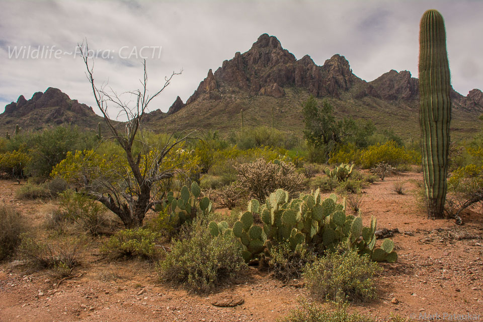 Cacti-142.jpg