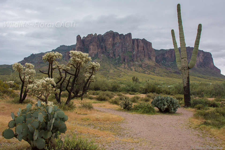 Cacti-143.jpg