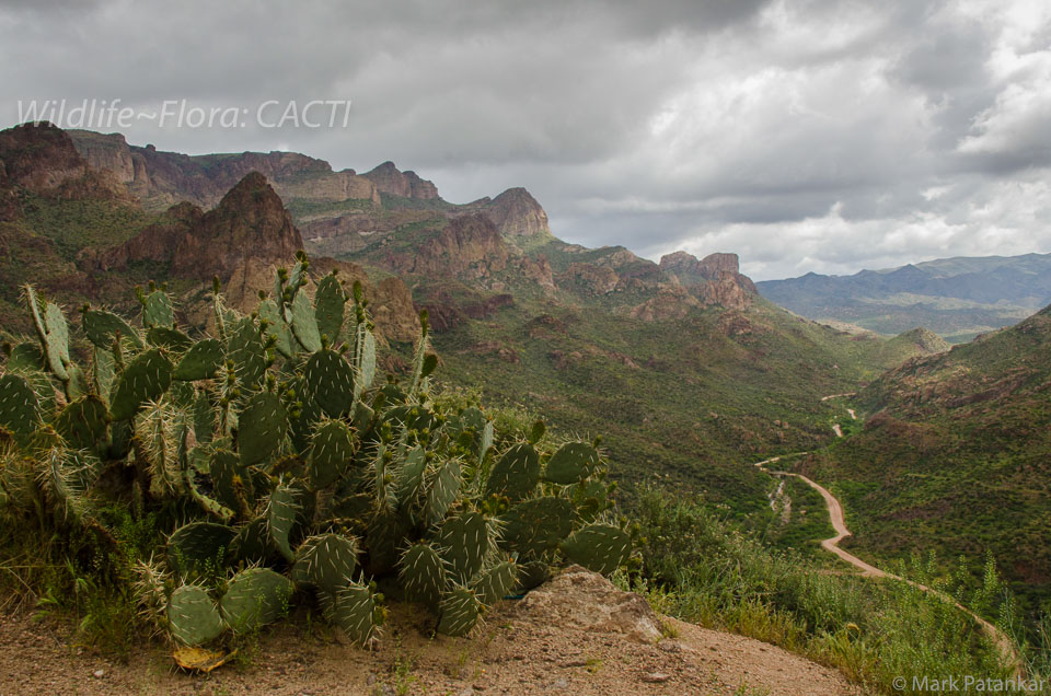 Cacti-145.jpg