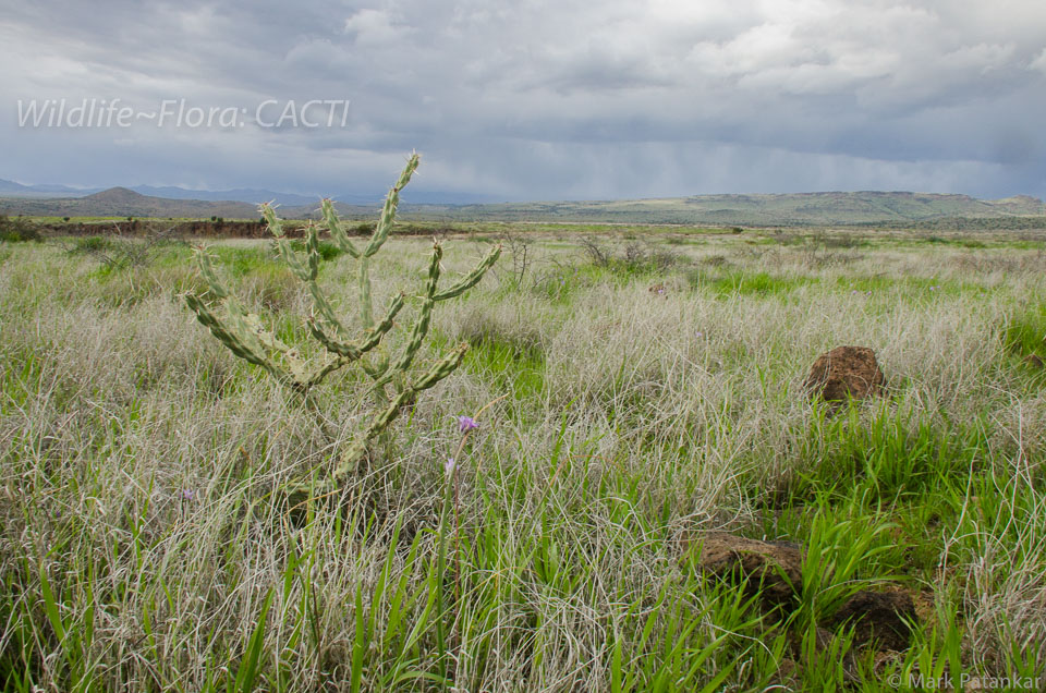 Cacti-150.jpg