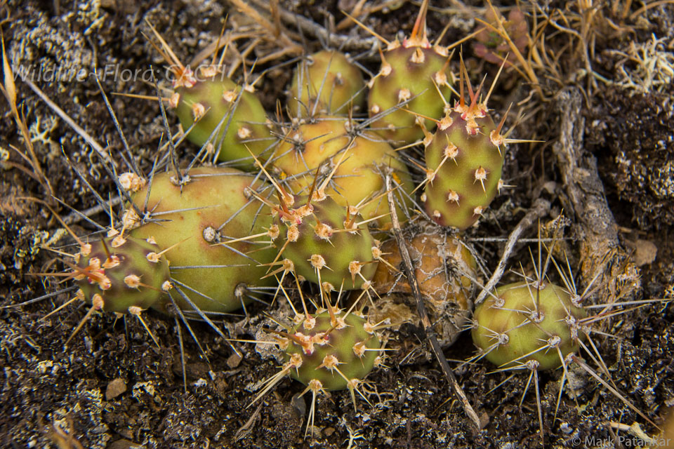 Cacti-151.jpg