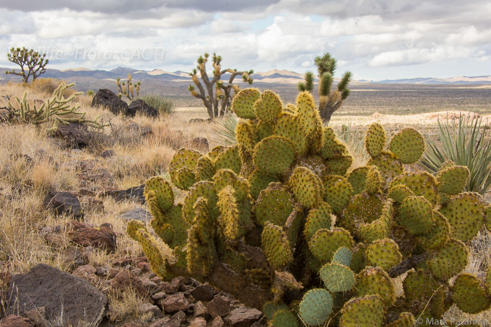 Cacti-154.jpg