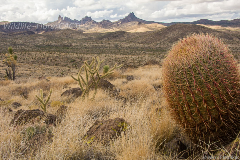 Cacti-156.jpg