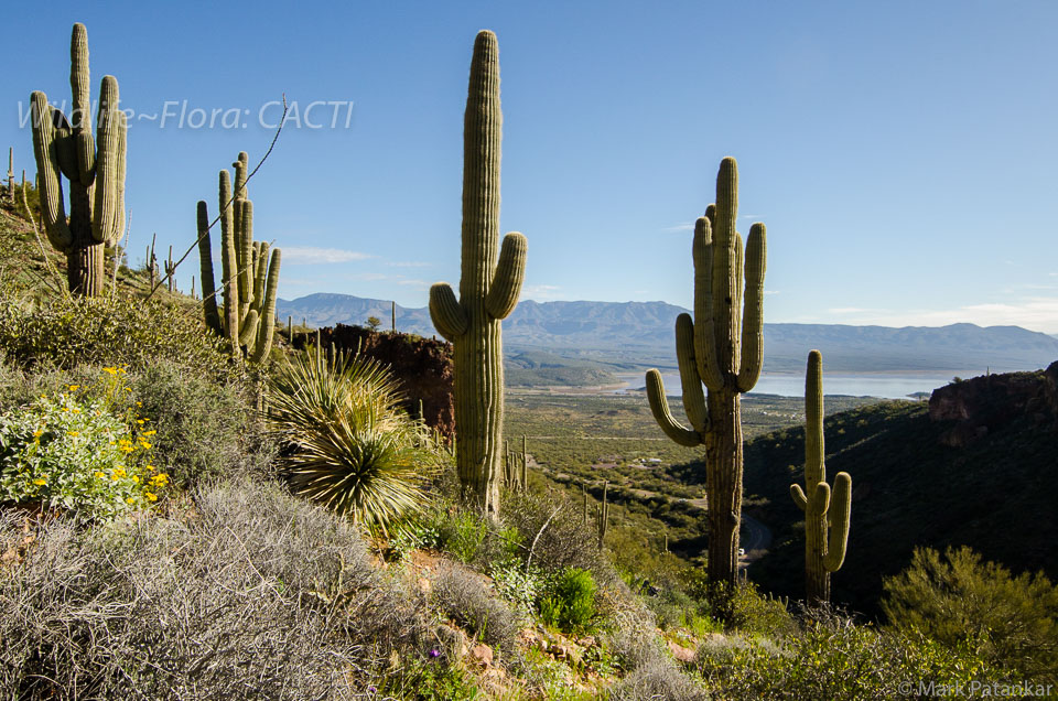 Cacti-158.jpg