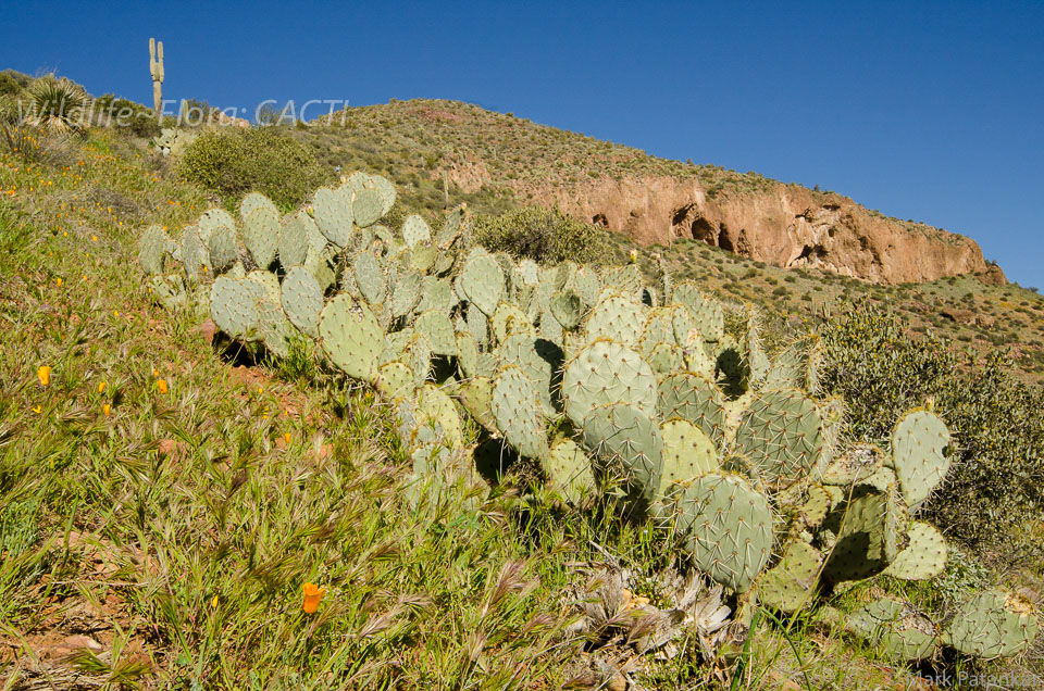 Cacti-160.jpg