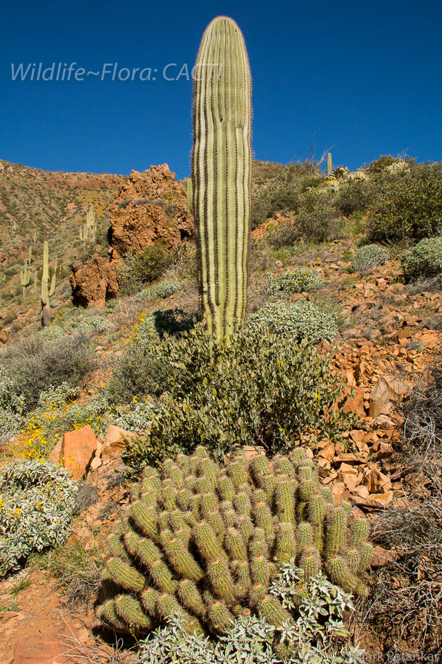 Cacti-161.jpg